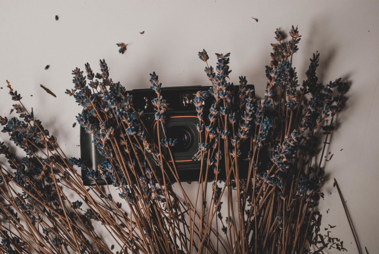 Dry Lavender