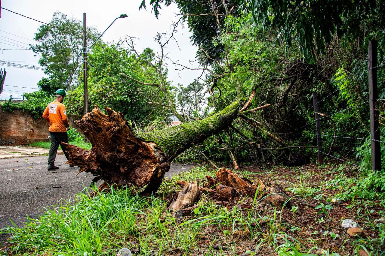 Tree Damage Cleanup