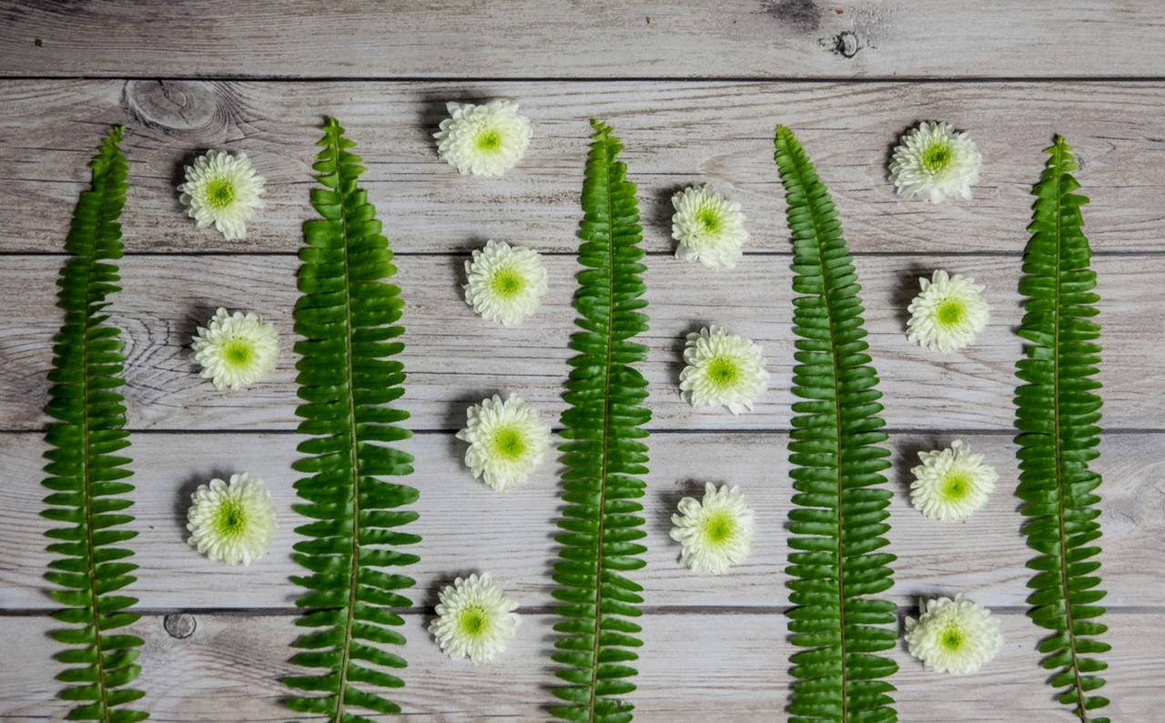 Flat Fern