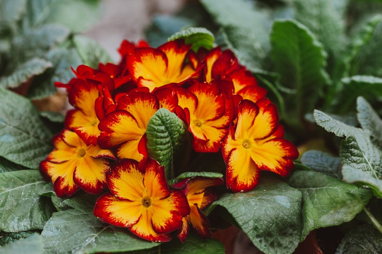The Real Primrose Growing Guide: Planting, Care, and the Truth Behind “Monte Carlo Primrose”