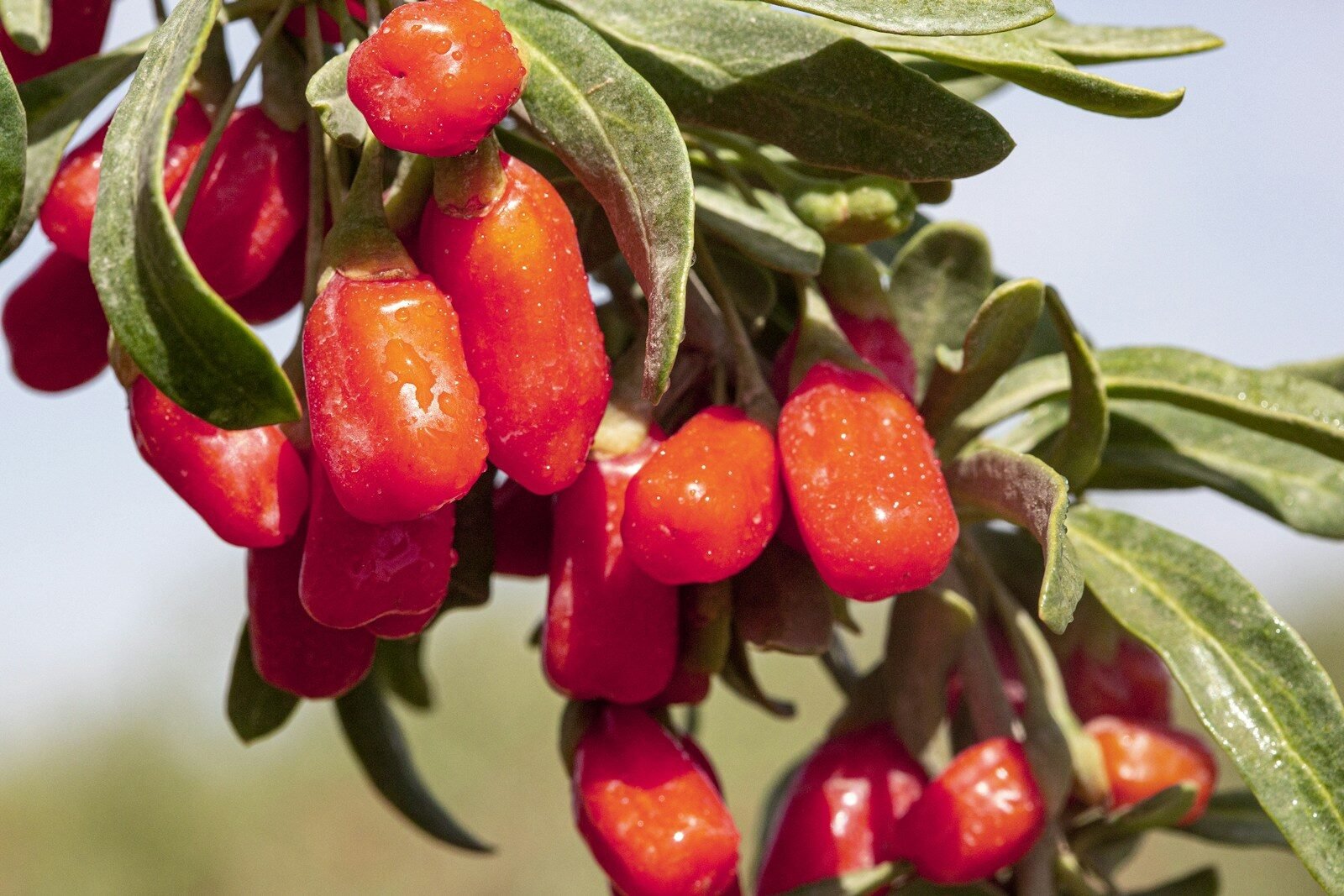 Growing Goji Berries