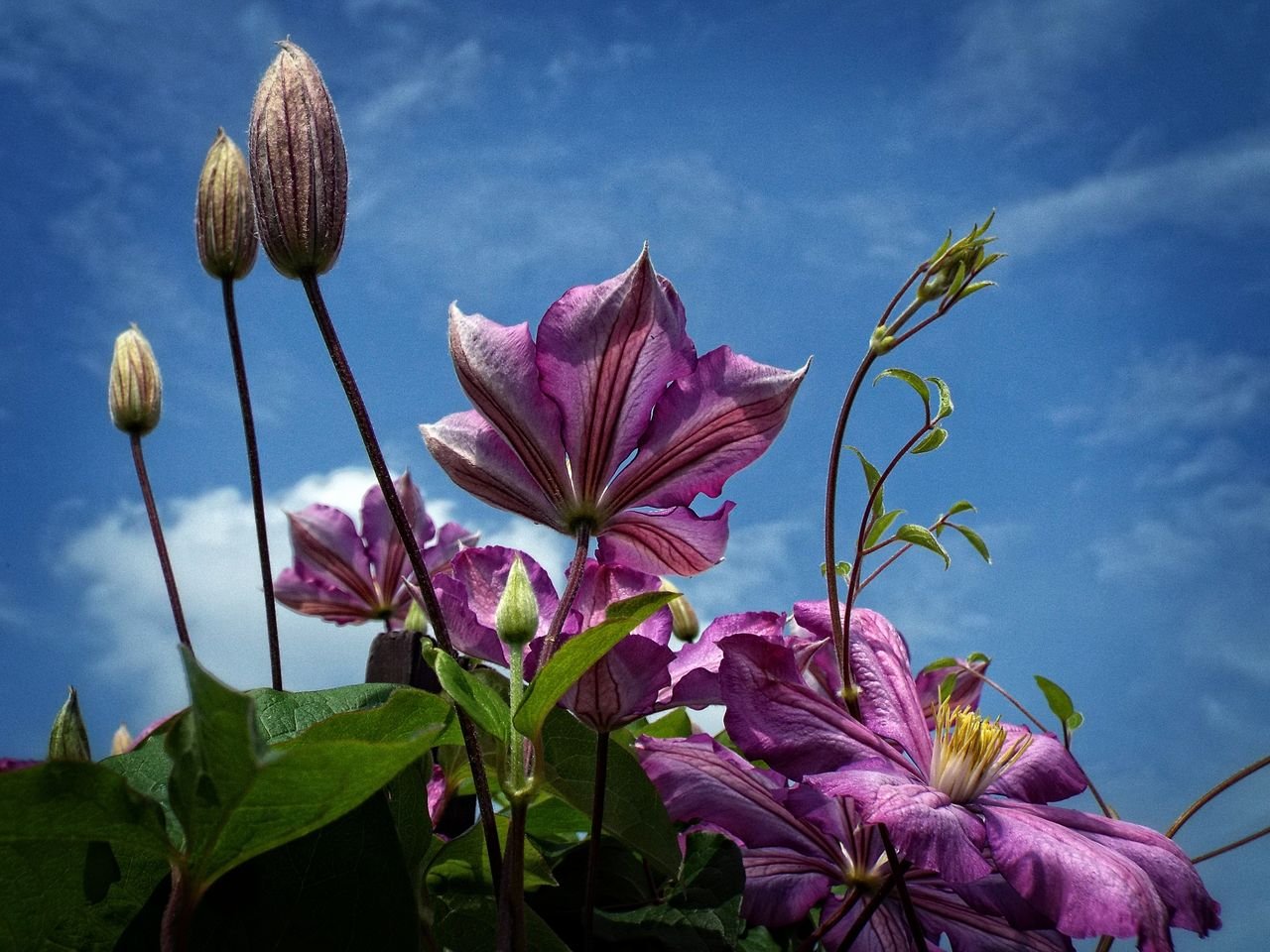 Close-up of blooming purple clematis flowers with buds, set against a bright blue sky.