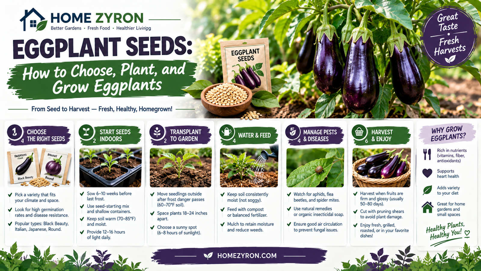 Eggplant Seeds: How to Choose, Plant, and Grow Eggplants