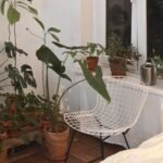 Tropical House Plants: 20 Best Indoor Plants for a Lush Home Tropical House Plants