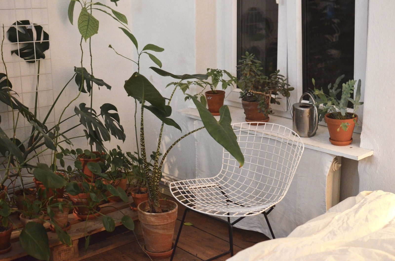 Tropical House Plants: 20 Best Indoor Plants for a Lush Home